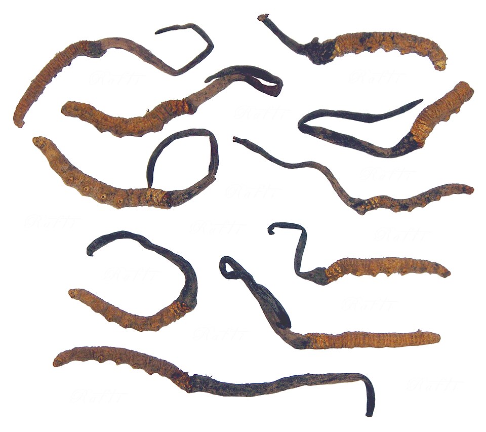 Cordyceps sinensis